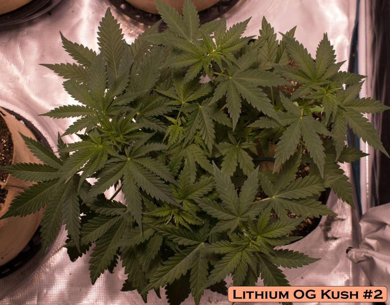 Lithium OG Kush #2