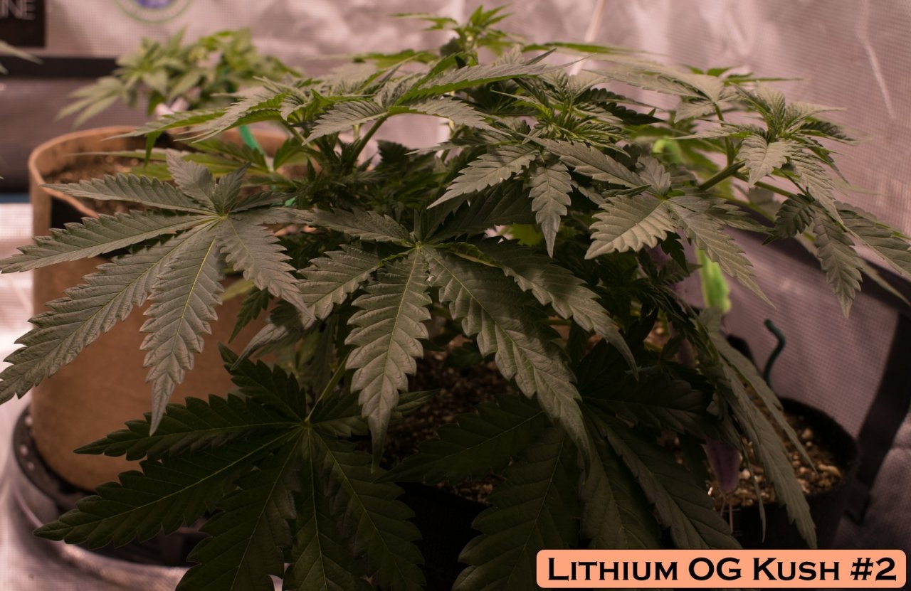 Lithium OG Kush #2