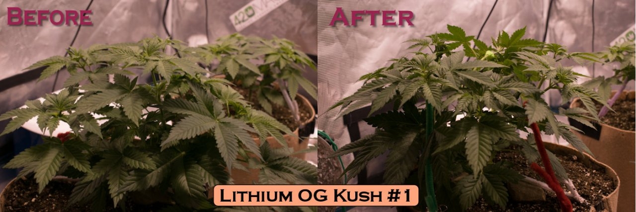 Lithium OG Kush