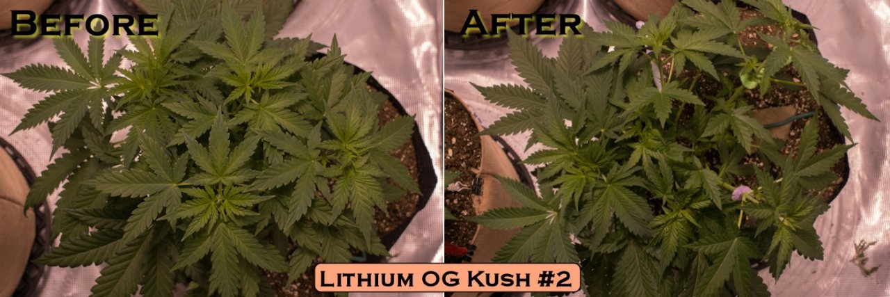 Lithium OG Kush