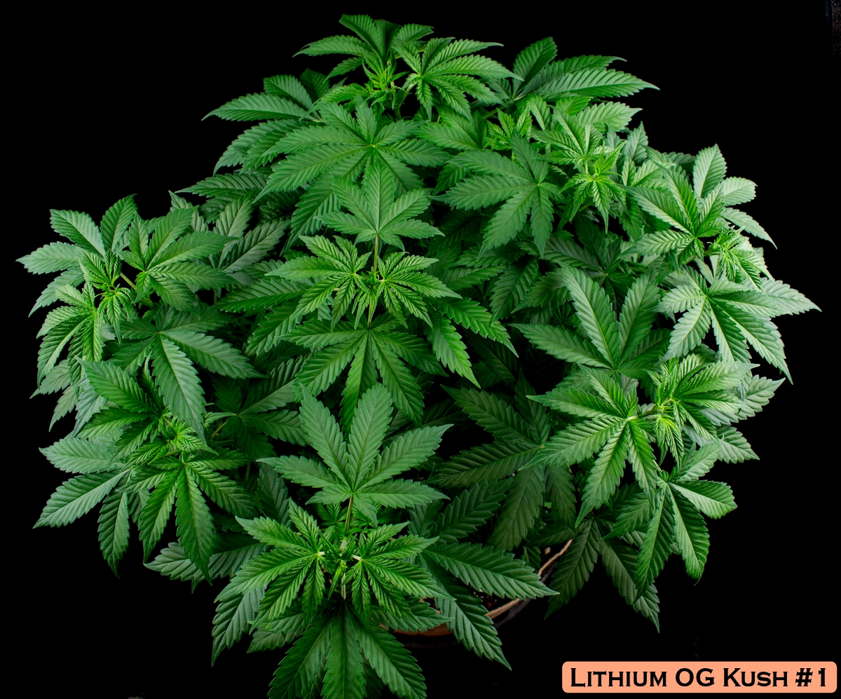 Lithium OG Kush