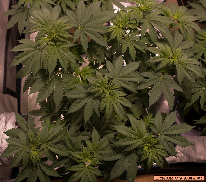 Lithium OG Kush