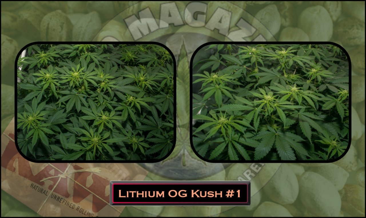 Lithium OG Kush