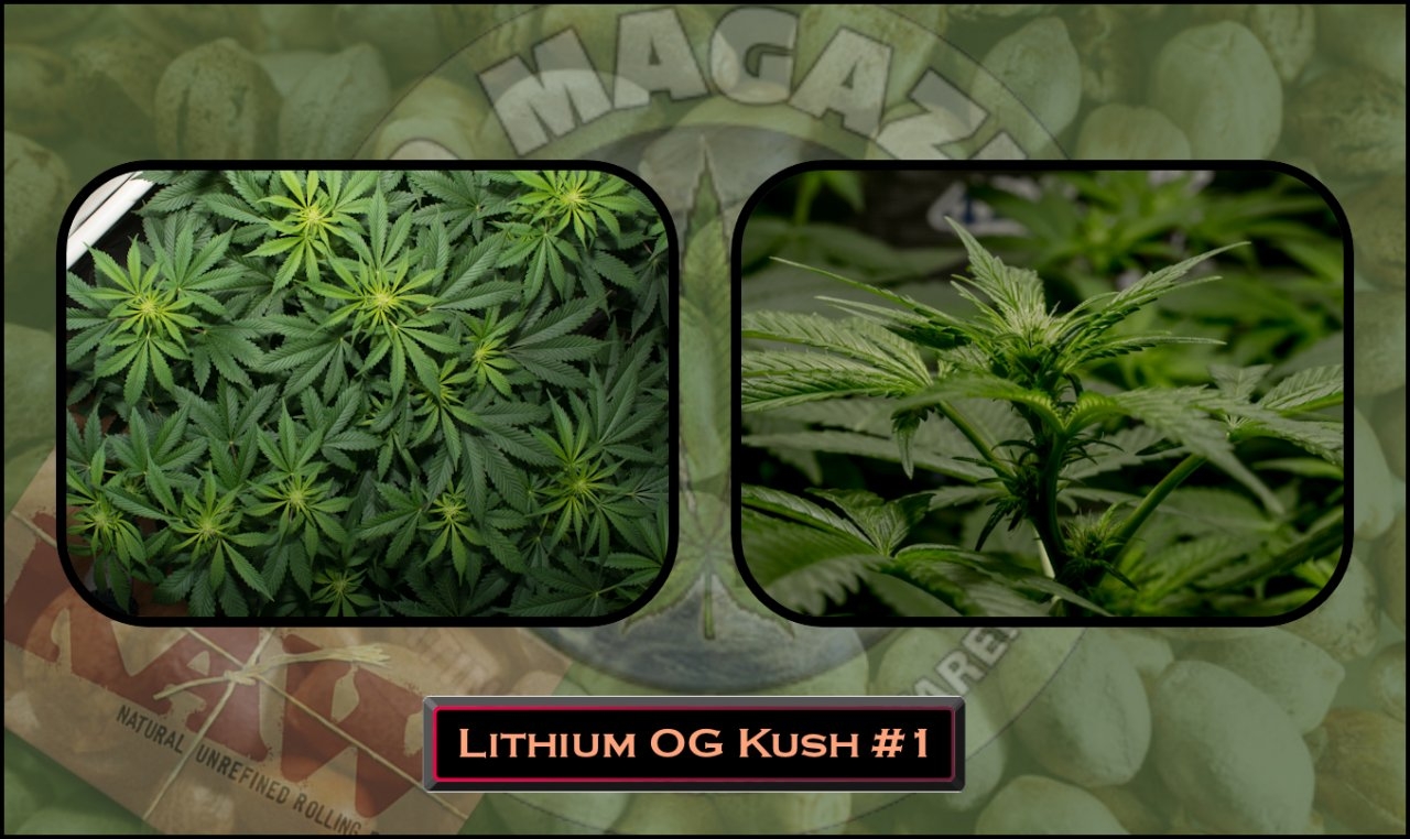 Lithium OG Kush