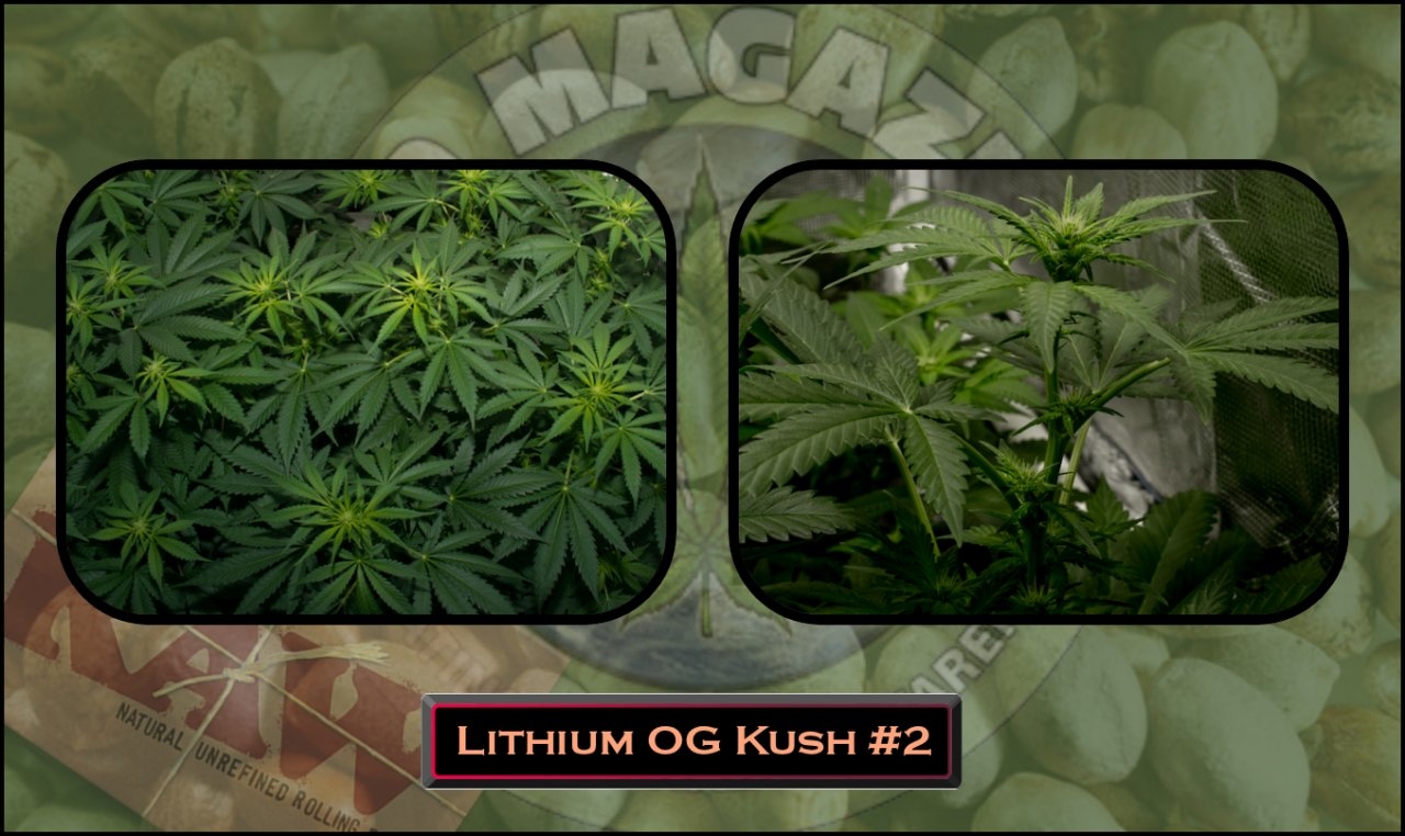 Lithium OG Kush