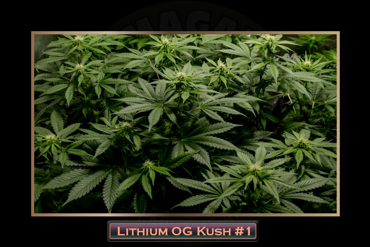 Lithium OG Kush