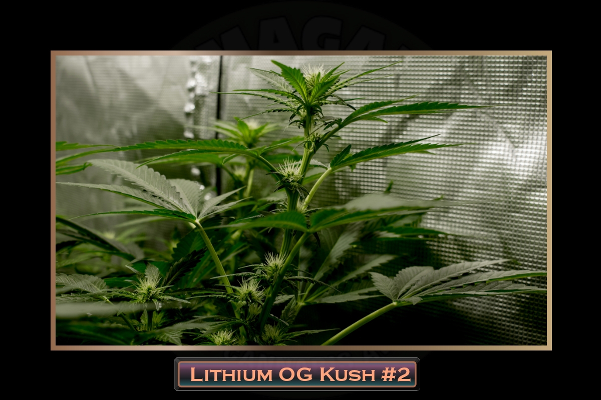 Lithium OG Kush