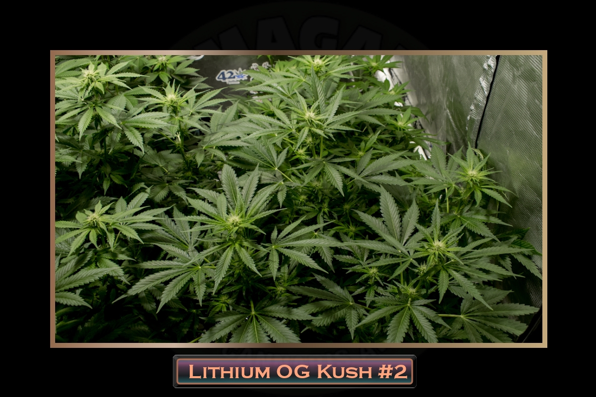 Lithium OG Kush