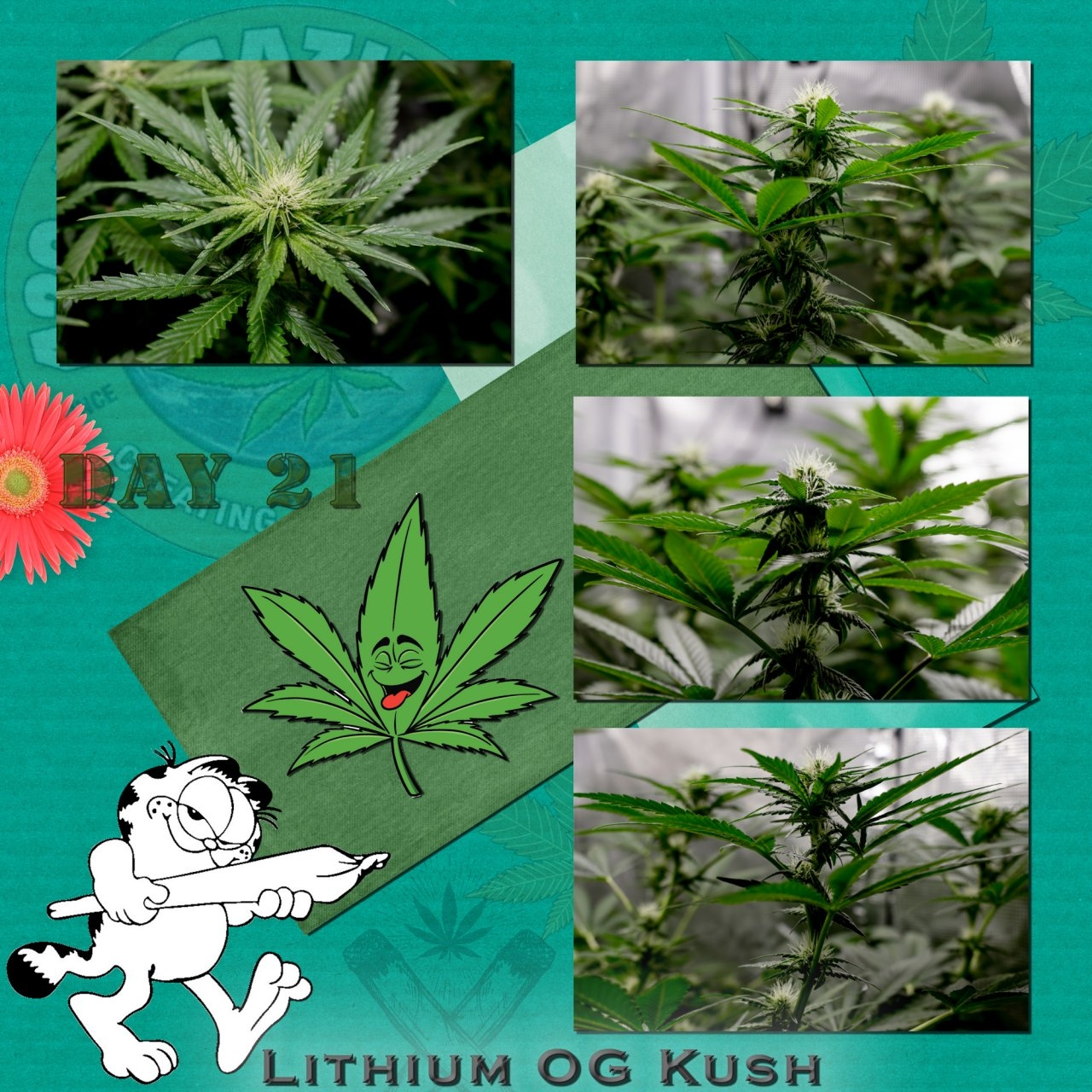 Lithium OG Kush