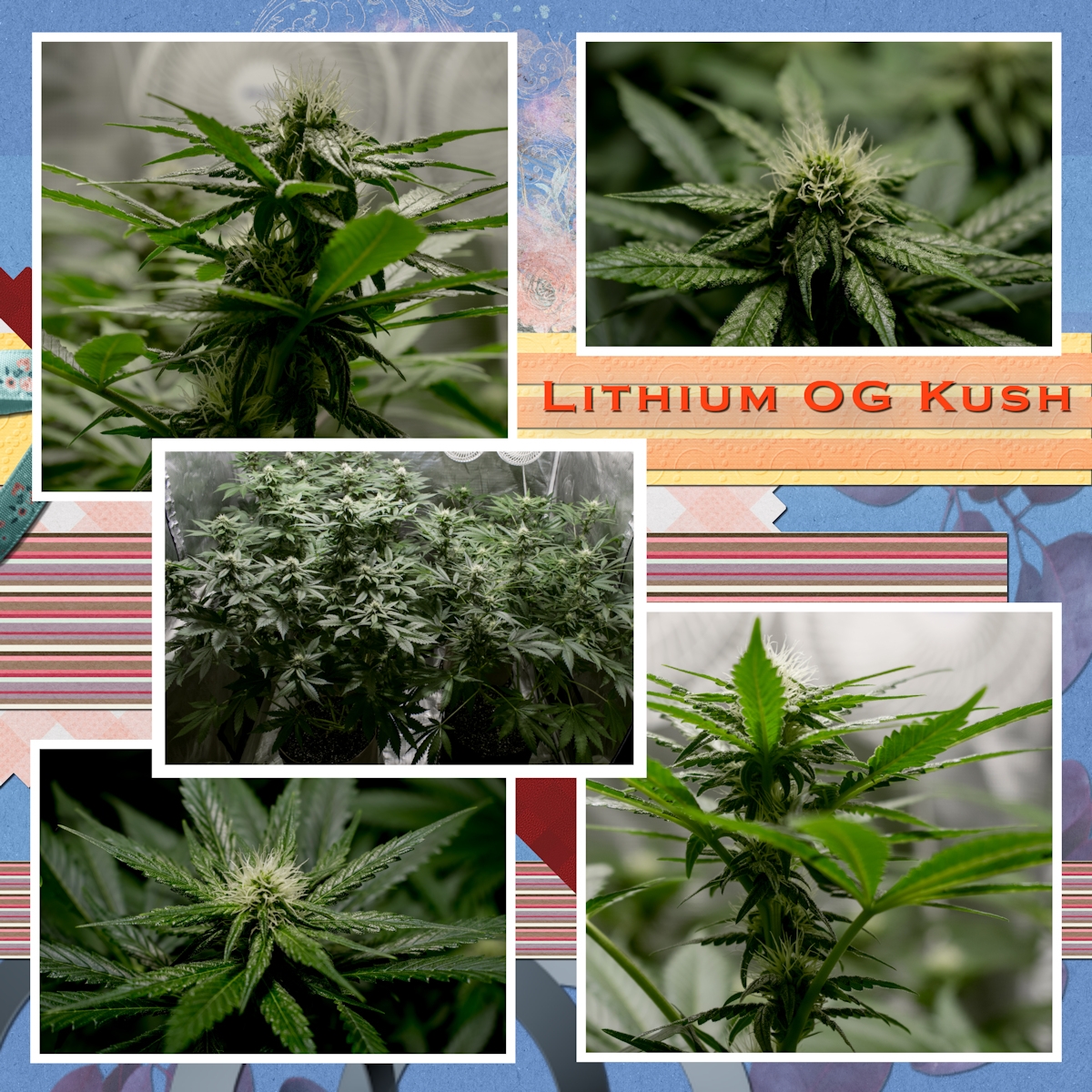 Lithium OG Kush