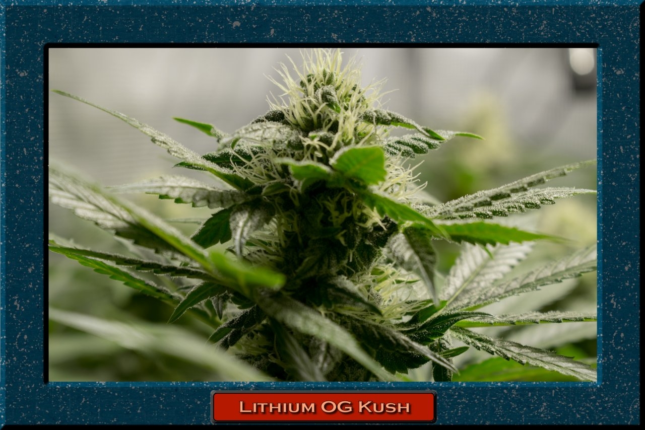 Lithium OG Kush