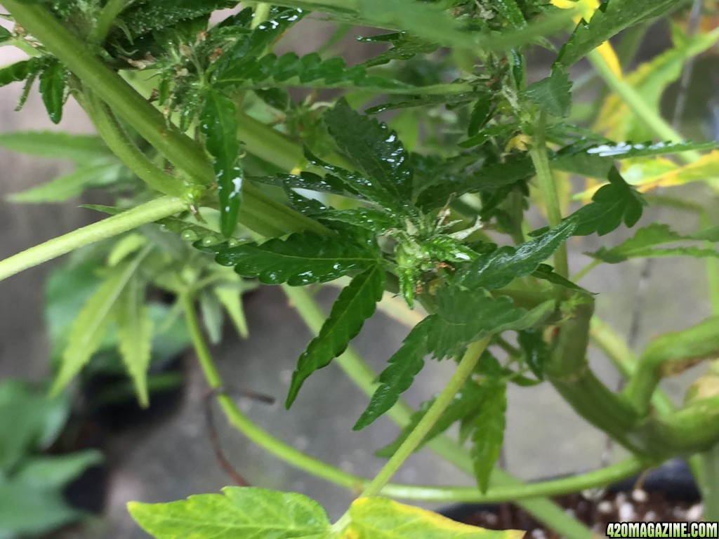 Where are bud sites on a plant Idea