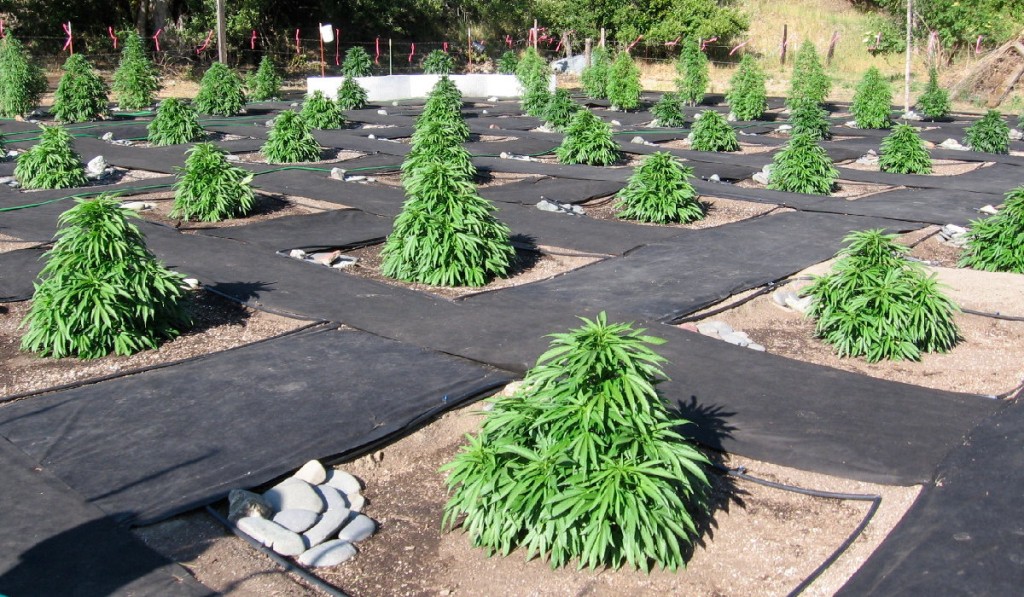 Local-California-Medical-Marijuana-Cultivation-Laws-and-Possession-Guidelin