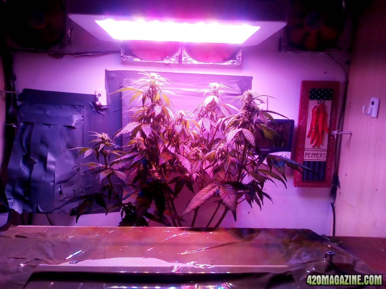 Lonely Cheese flowering day 14