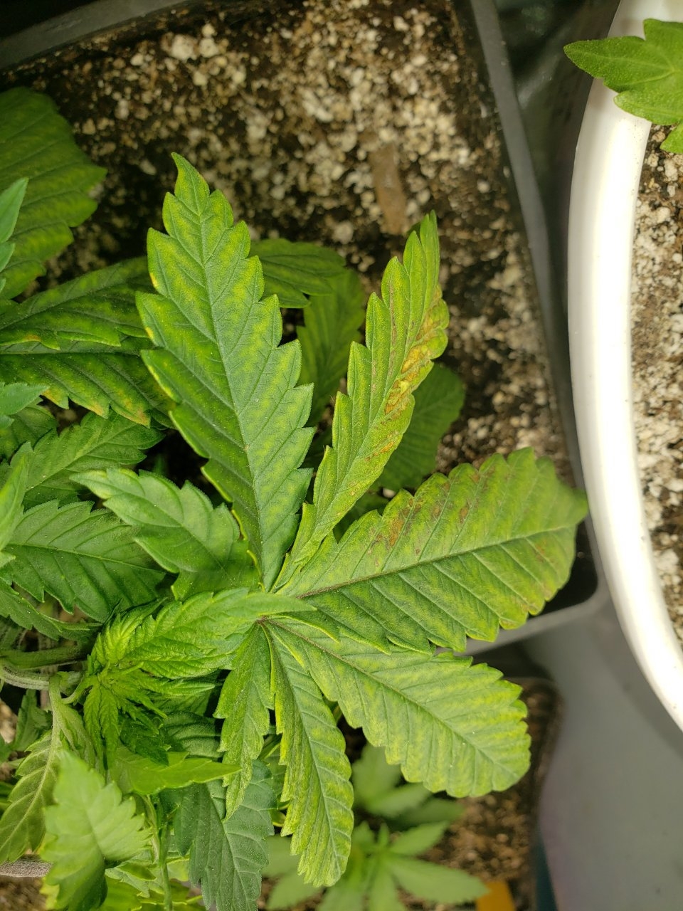 Lookn like the leaves r havn more issues on my HB plant