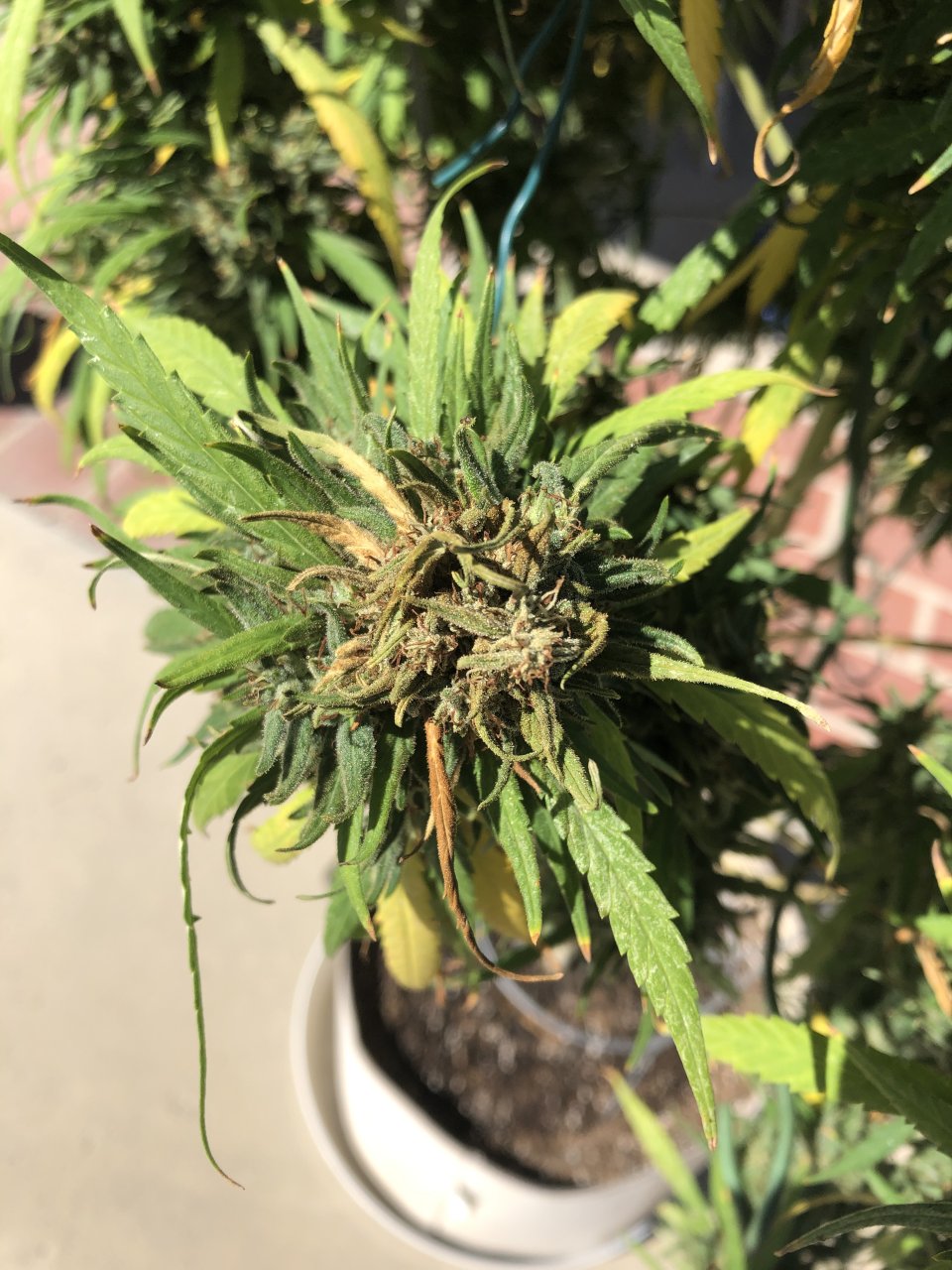 Lori 9.25.22 Rot bud