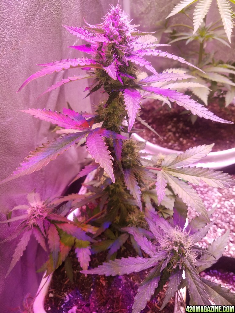 Los mix blueberry auto