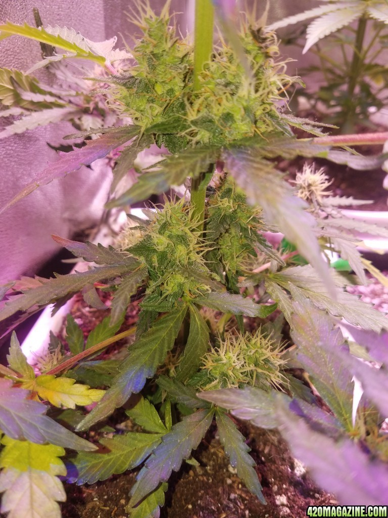 Los mix blueberry auto