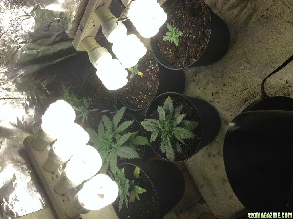 Low Budget Grow Project