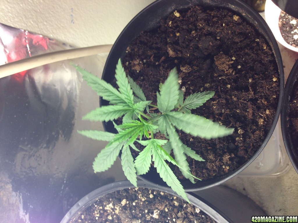 Low Budget Grow Project