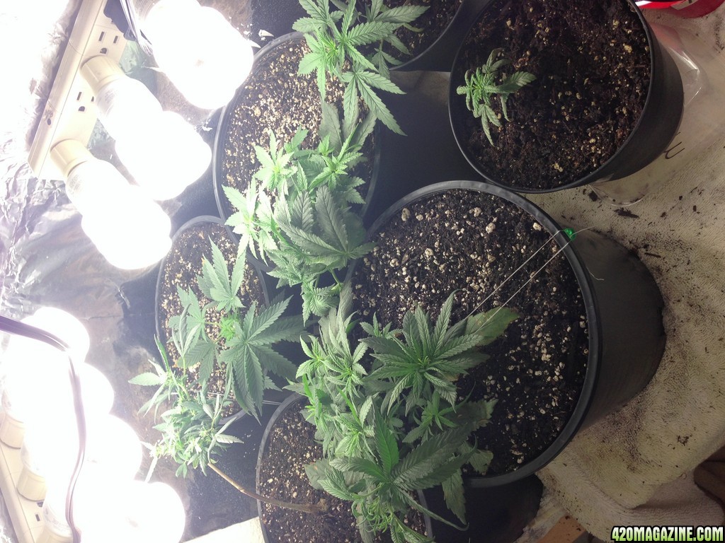 Low Budget Grow Project