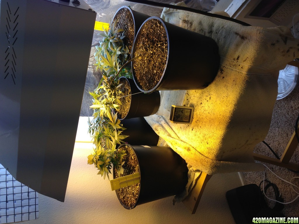 Low Budget Grow Project