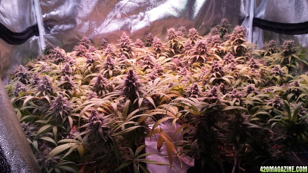 Low shot 55 days in flower