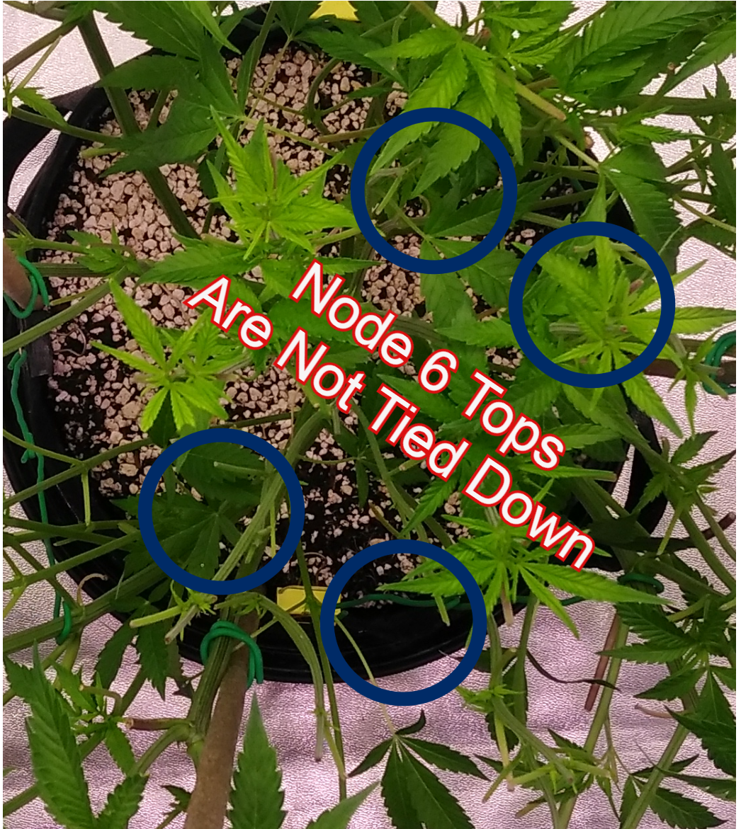 Low Stress Training (LST) - 7 Node Strategy