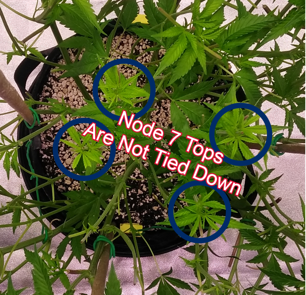 Low Stress Training (LST) - 7 Node Strategy