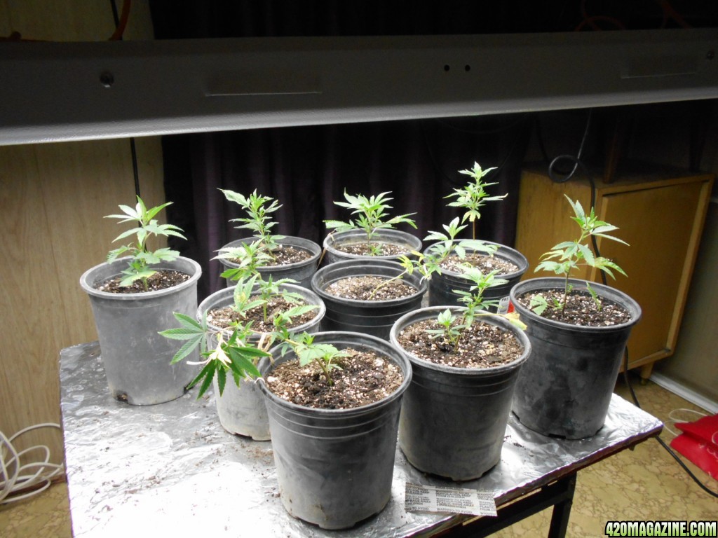 Low stress training my Lemon OG clones.