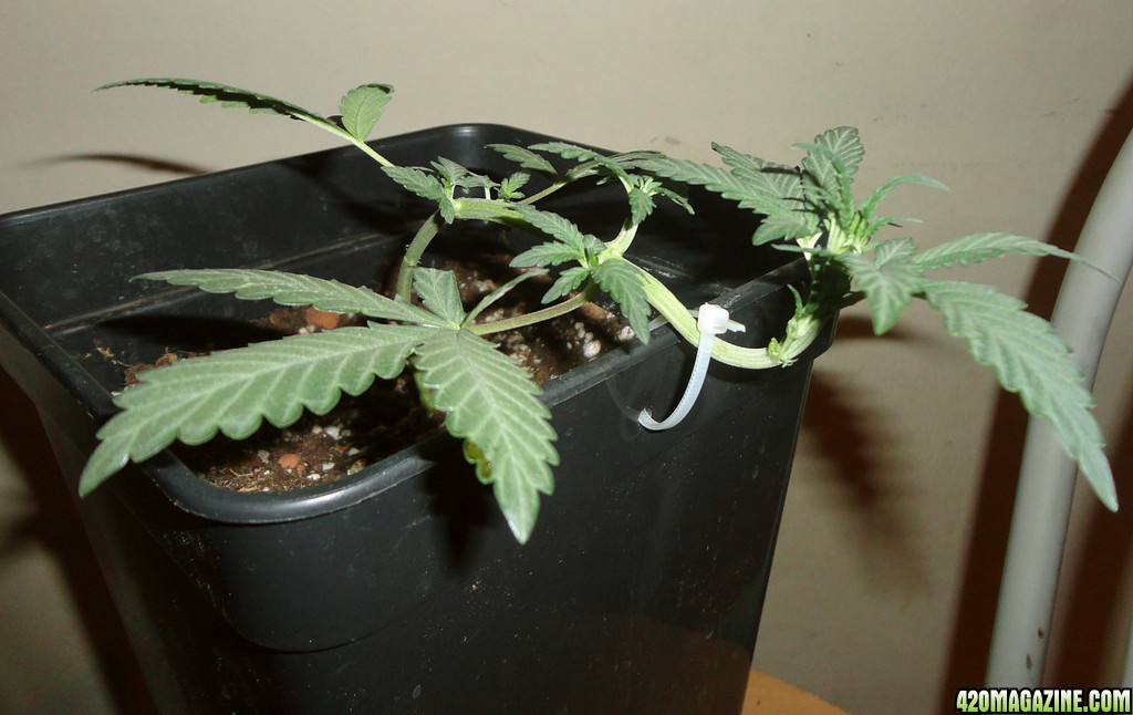 low stressing autoflowering?