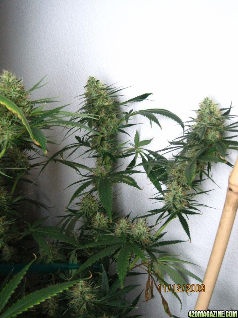 lower bud site Jack Herer