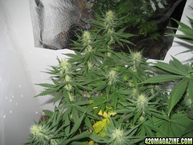 lower buds of the BM