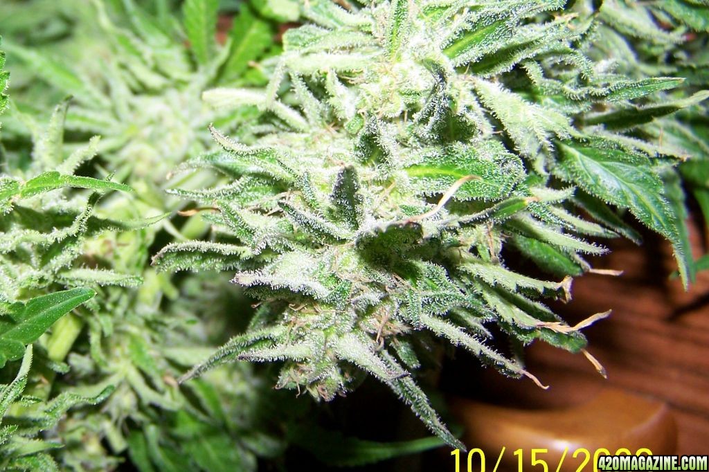 Lower buds S Skunk