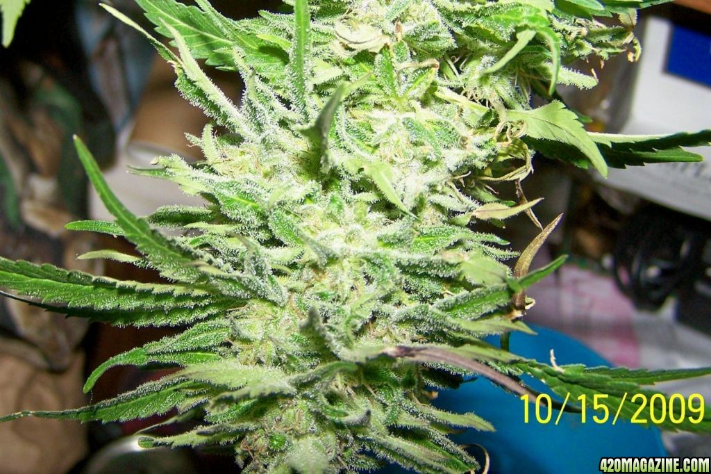 Lower buds S Skunk