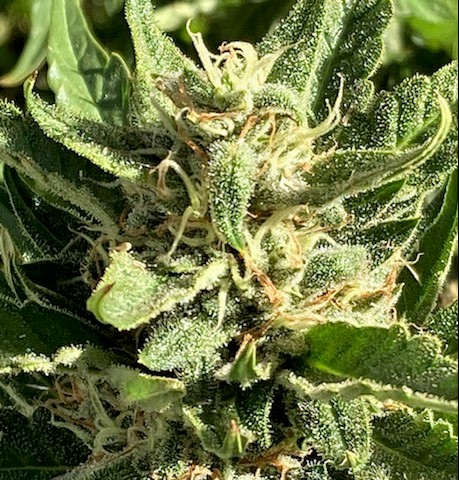 LOWER INTERIOR BUD SHOT 2.jpg