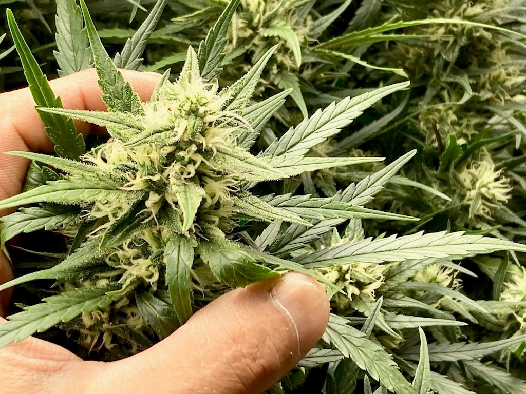 Lower ring bud scale shot with hand.jpg