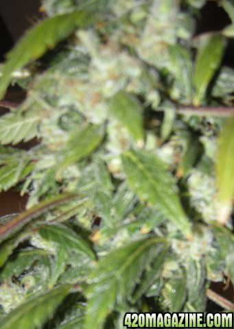 lowlife seeds ak47 x blueberry  auto flower