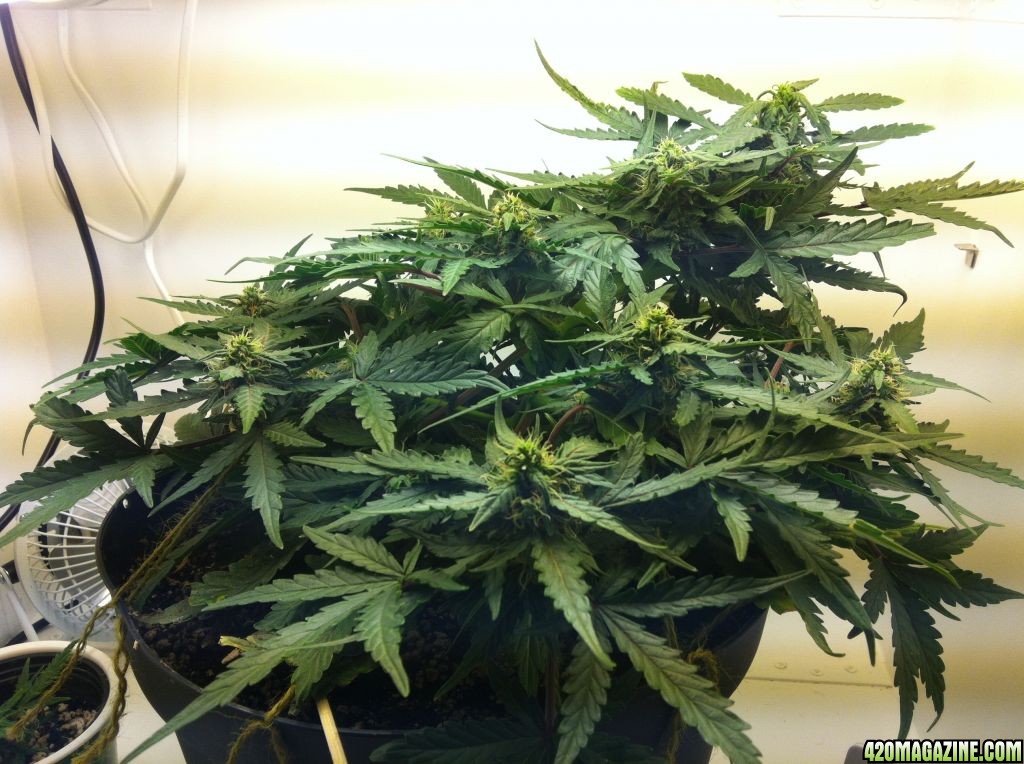 Lowryder Feminized (AutoFlowering)