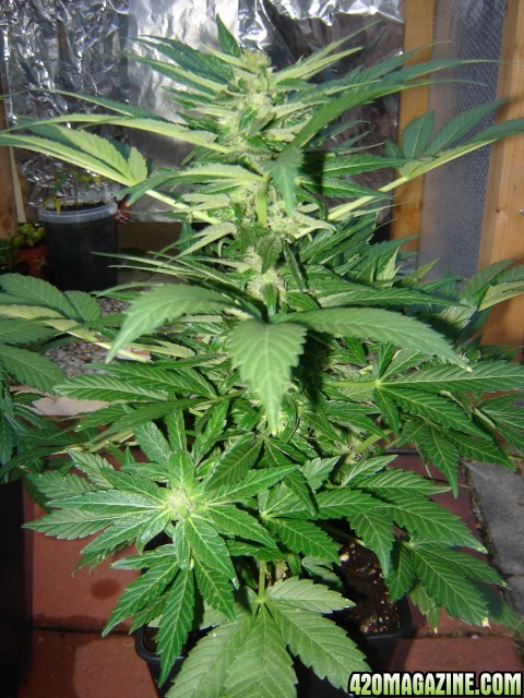 lowryder grow 2007 outside