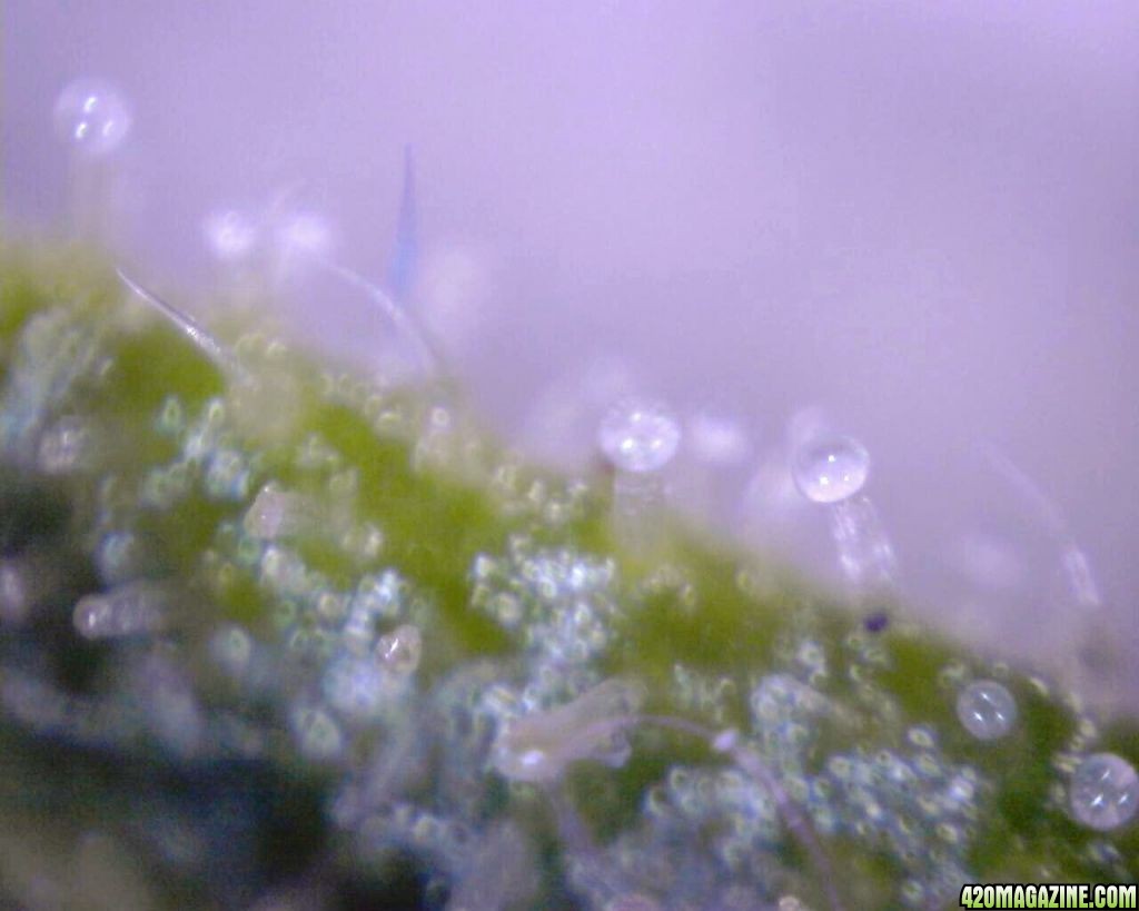 lowryder trichs week 10