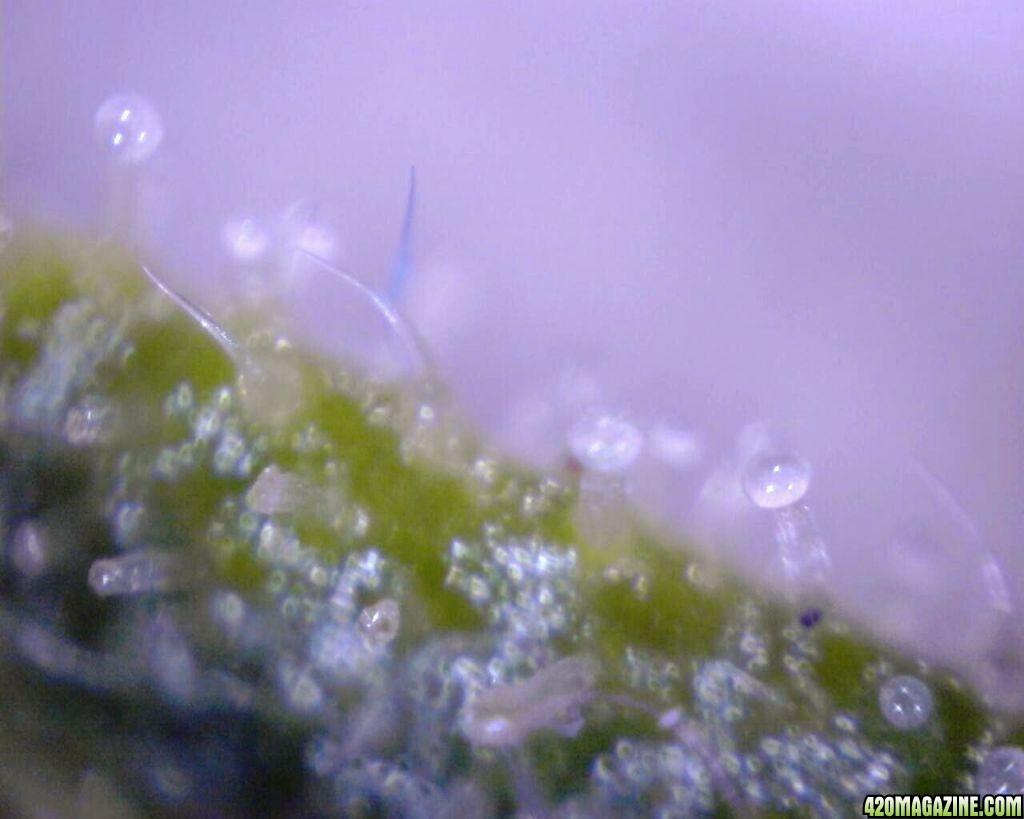 lowryder trichs week 10