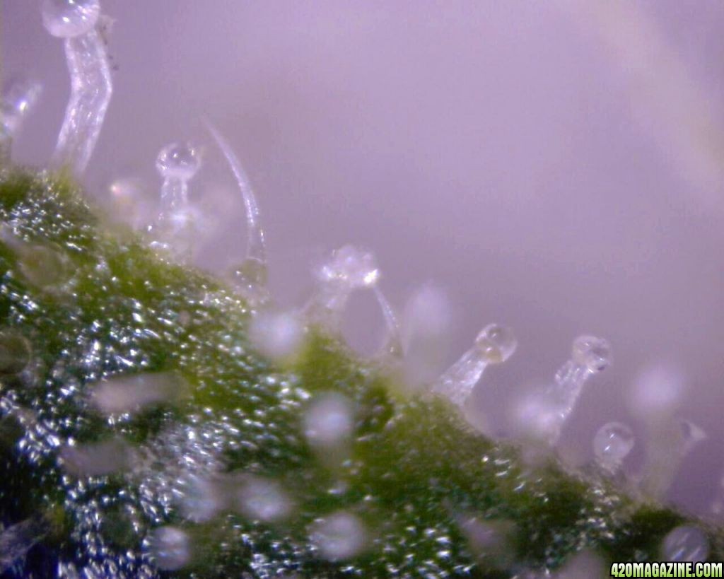 lowryder trichs week 10