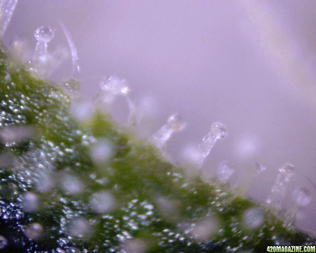 lowryder trichs week 10