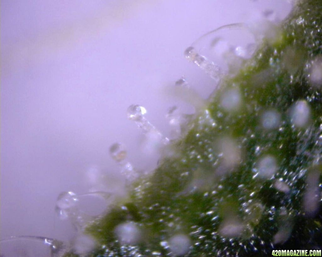 lowryder trichs week 10