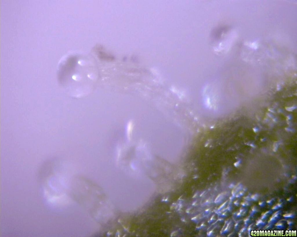 lowryder trichs week 10