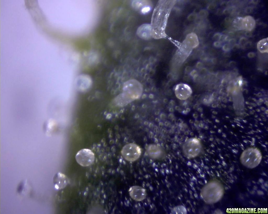 lowryder trichs week 12