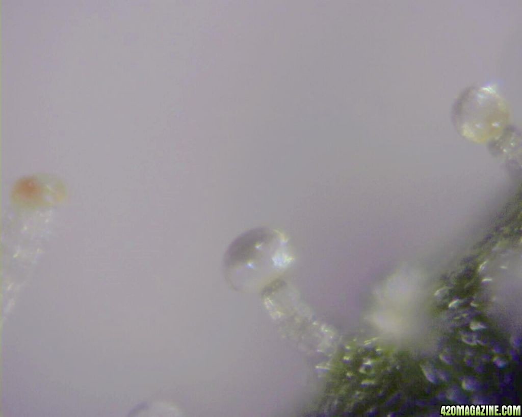 lowryder trichs week 12