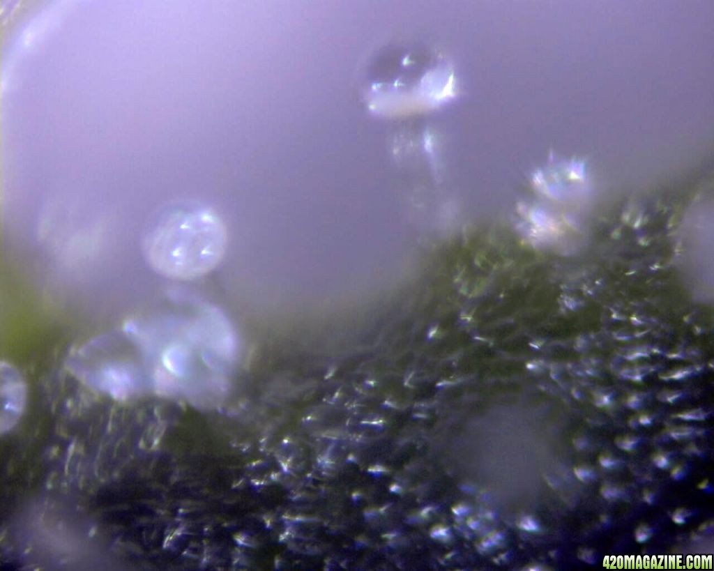 lowryder trichs week 12