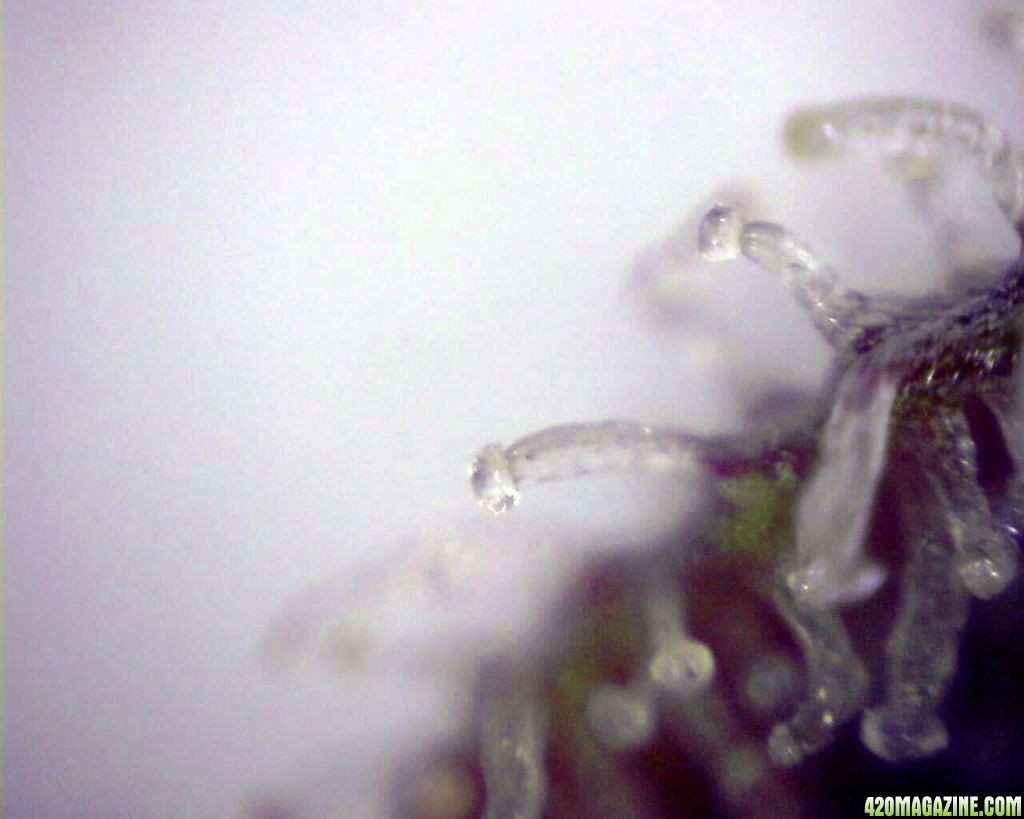 lowryder trichs